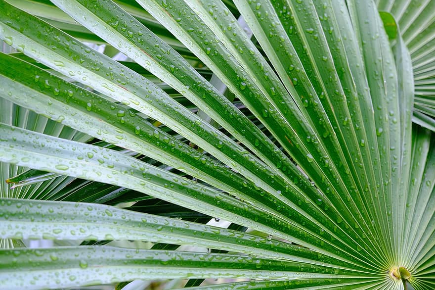 paume, feuillage, gouttes de pluie, humide, vert, palmier, la nature, feuilles de palmier, flore