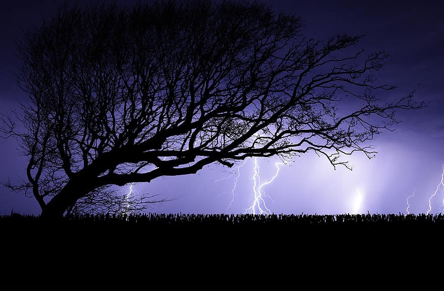 koks, vētra, zibens, debesis, zibspuldze, elektrību, naktī