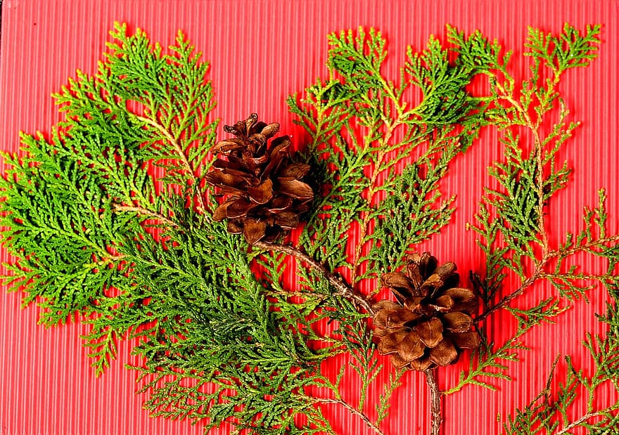 Pine Cone, Christmas, Decoration, Holiday