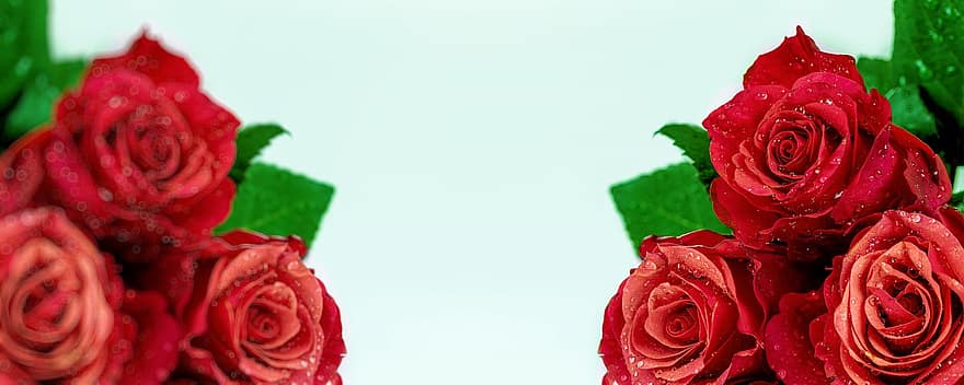 rote Rosen, rote Blumen, Banner, Blumenbanner, Rosen, Blütenblatt, Blume, Blatt, Pflanze, Frische, Blütenkopf