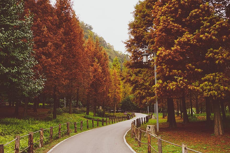 도로, 나무, 공원, 가을, 가을의 나무, 통로, 포장, 좁은 길, 숲, 풍경