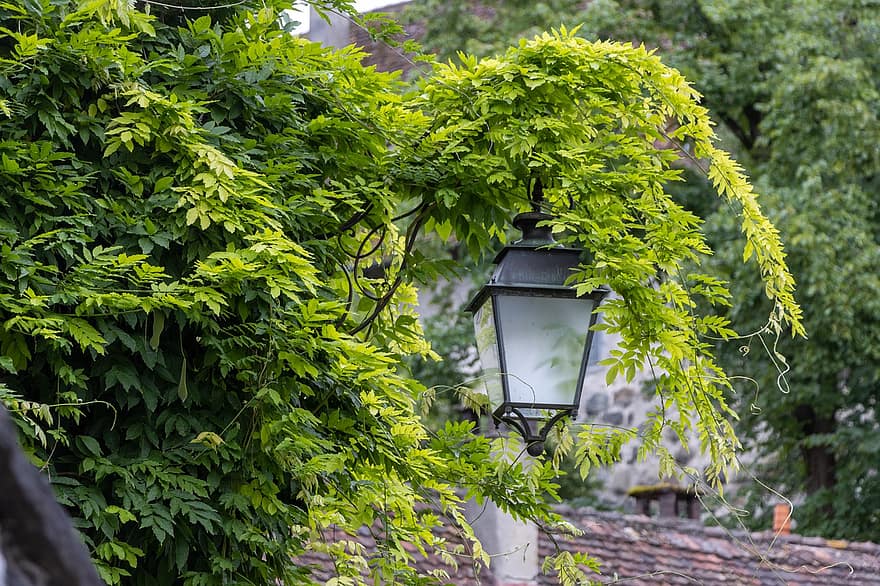 lampe, éclairage public, feuilles, lanterne, réverbère, lanterne de rue, feuillage, vigne, plante, en plein air, été