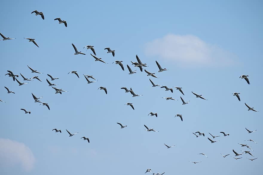 žąsų skraidymas, paukščių stebėjimas, Dunojaus delta, Rumunija, Mahmudija, Carasuhatarea, Paukščių grafika, paukščių, Valtys, išsaugojimas, ekologija