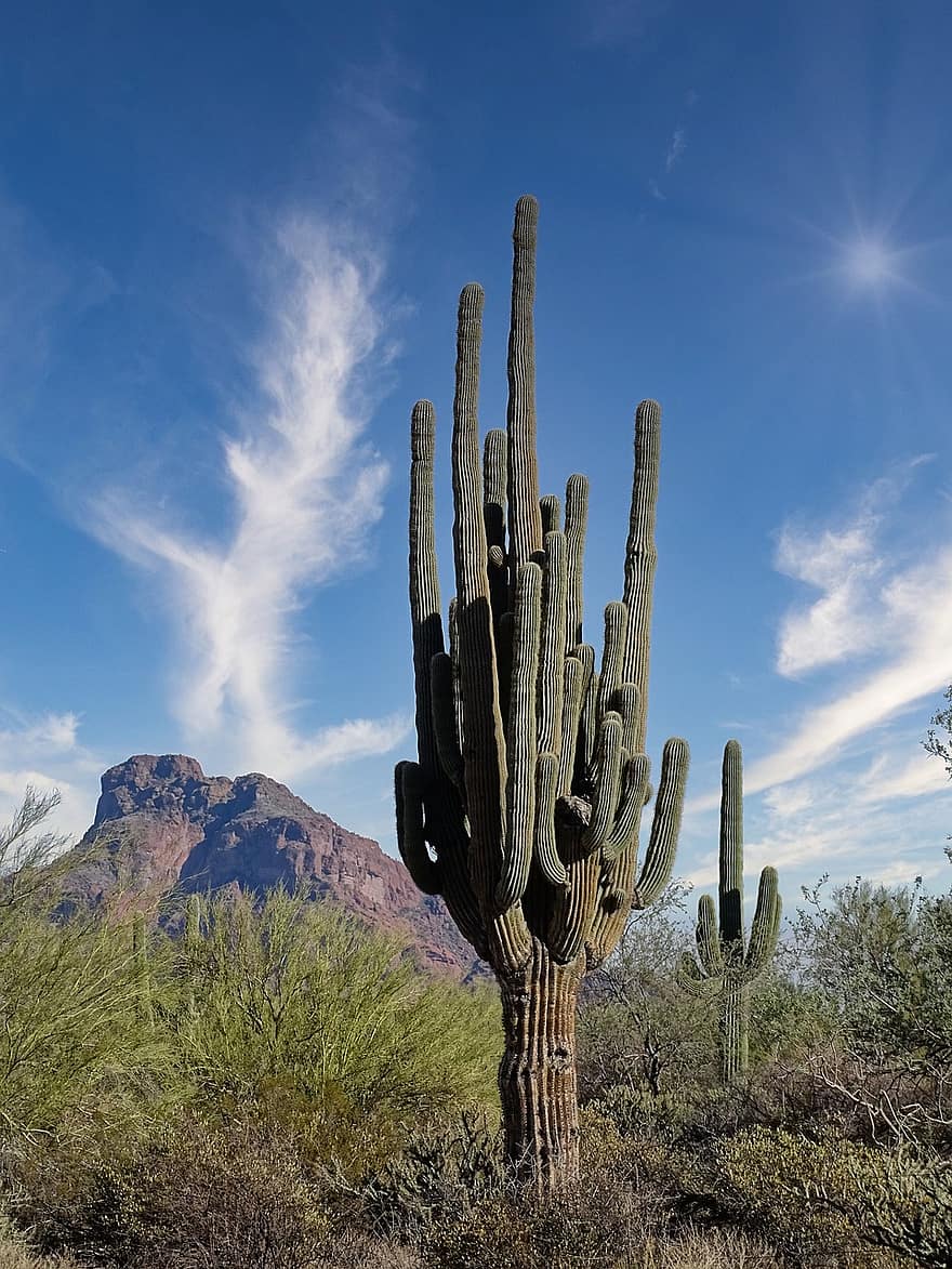 arizona, arizona ørkenen, ørken, landskab, natur, kaktus, saguaro, saguaro kaktus, bjerg, arizona landskab