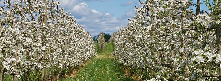 alma, gyümölcsöskert, tájkép, mezőgazdaság, tavaszi, felhők, Bellingham