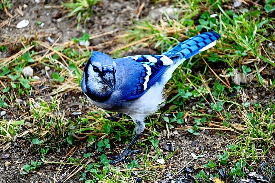 geai bleu, oiseau, perché, animal, plumes, plumage, le bec, facture, observation des oiseaux, ornithologie, le monde animal