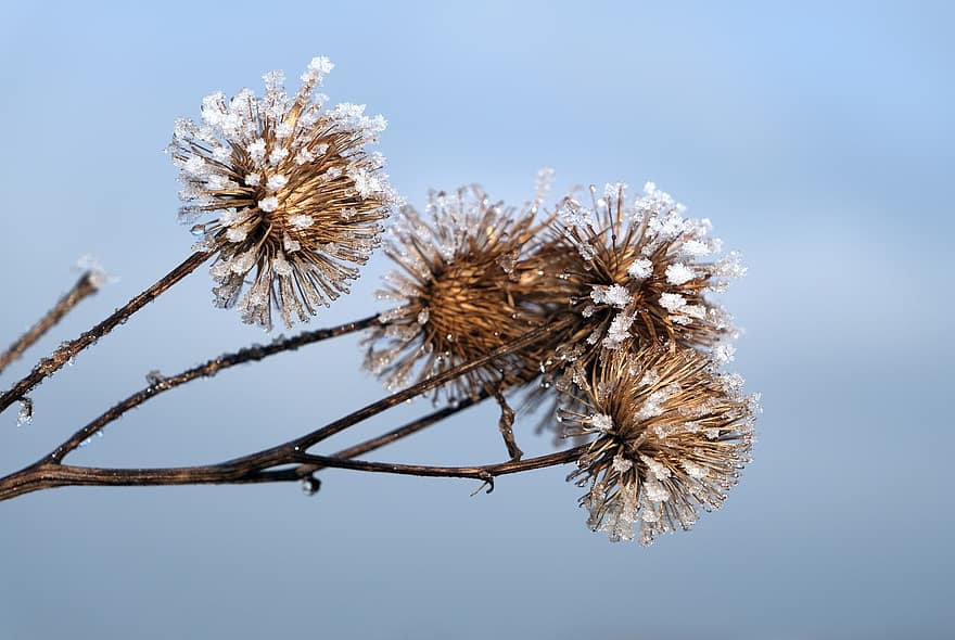 Winter, Frost, Thistle, Nature, Seed Pod, Wintry, close-up, plant, macro, tree, blue