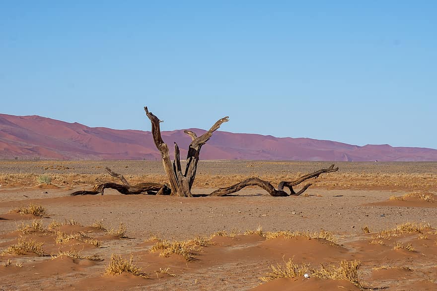пустыня, песок, дюны, пейзаж, засушливый, природа, декорации, сельская местность, дерево, Sossusvlei, пустыня Намиб