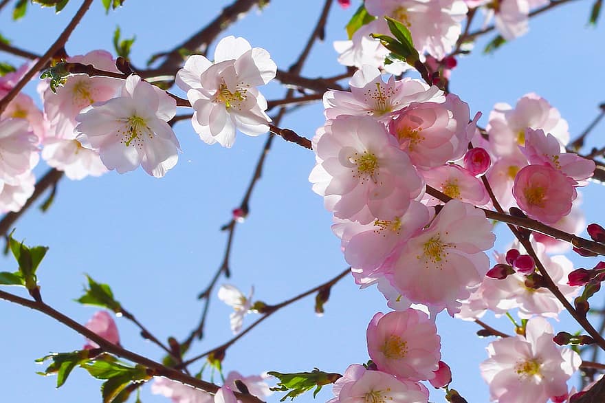 sakura, třešňové květy, růžové květy, květiny, jaro, větev, květ, detail, rostlina, sezóna, list