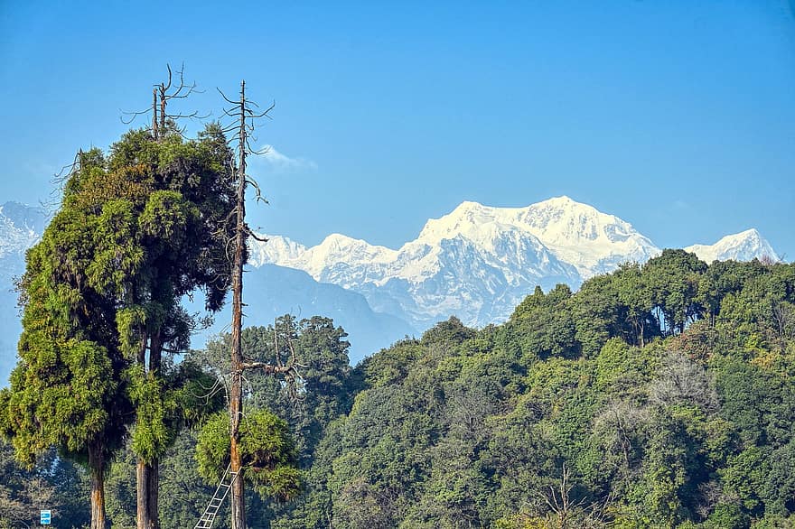 berg-, bomen, Indië, natuur, landschap, sikkim, Pelling, Pelling West Sikkim, dennenbomen, Bos, boom