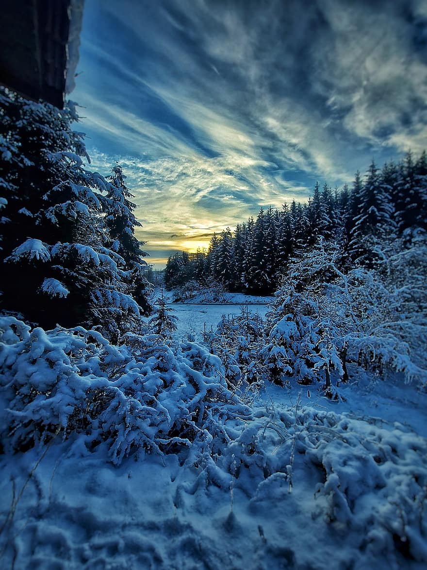 Puut, metsä, lumi, auringonlasku, pilviä, talvinen, talvi-, luonto