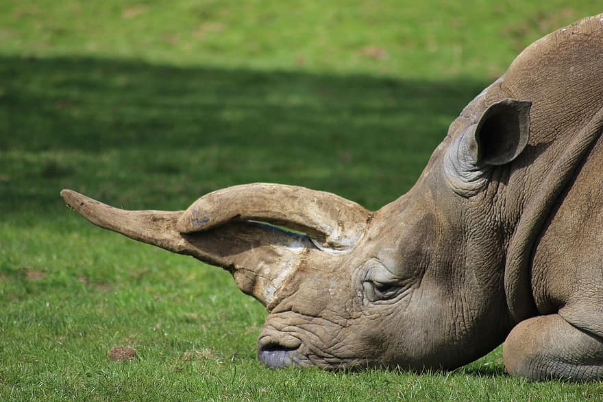 носорог, рог, дикий, резерв, сафари, саванна, находящихся под угрозой исчезновения, Африка, толстокожее животное