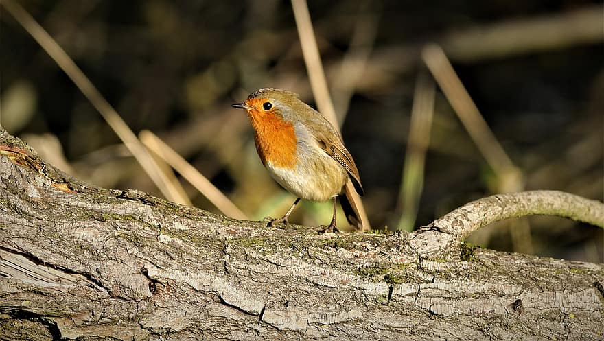 robin, robin redbreast, burung penyanyi, dunia Hewan, bulu, margasatwa, di luar rumah, alam, pohon, bertengger, cabang