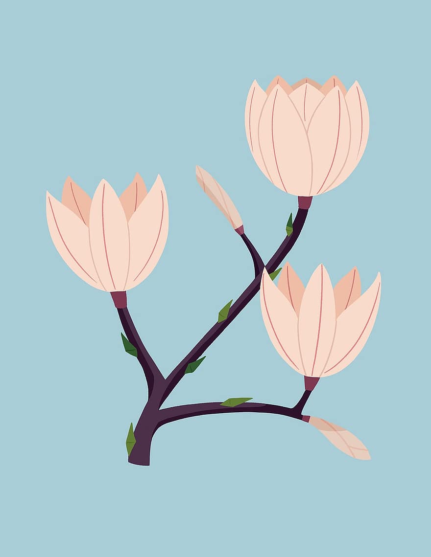 ziedi, magnolija, pavasarī, raksturs, Uzplaukt, zied