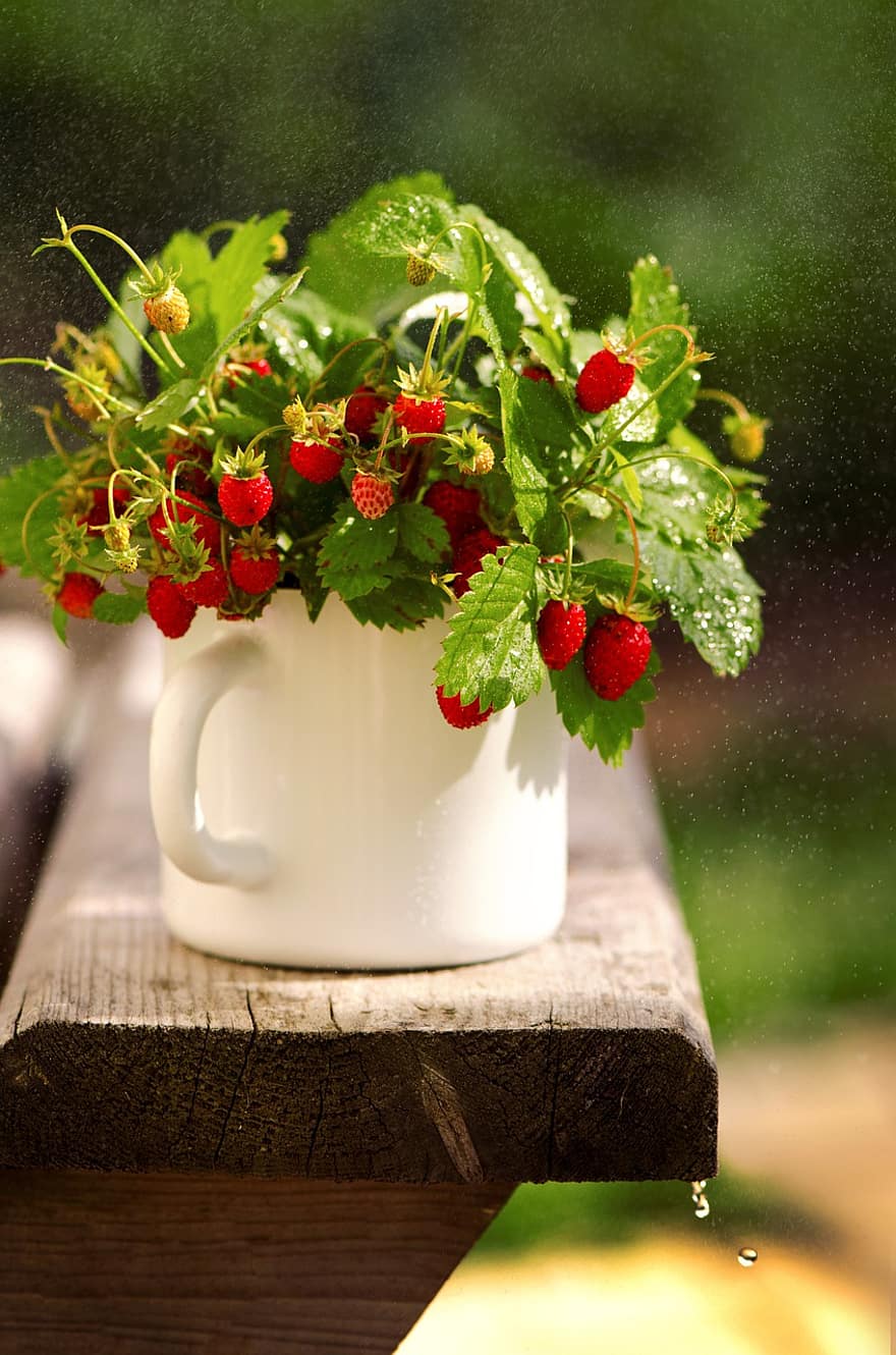 fraise, bouquet, récolte, jardin, baie, pluie, rosée, fraîcheur, vert