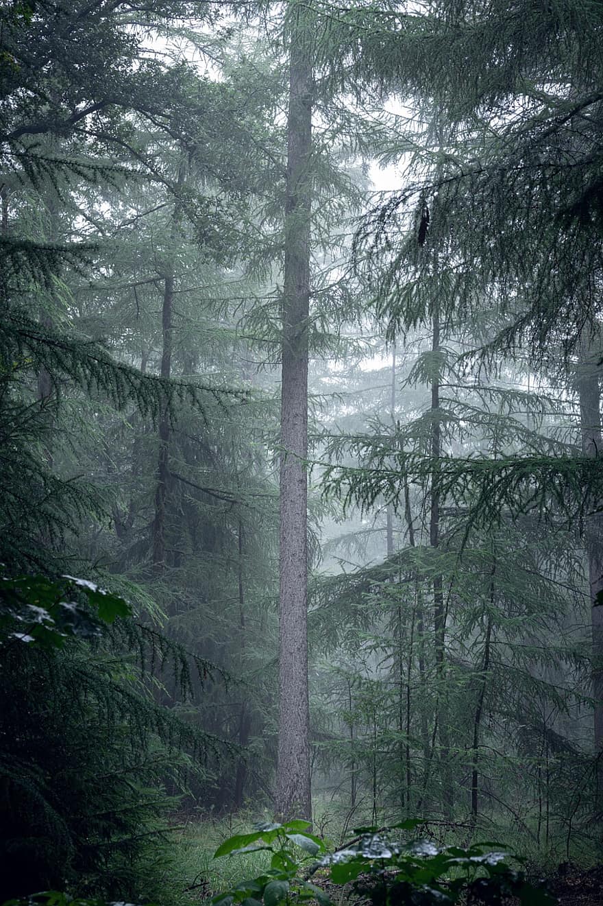 las, drzewa, mgła, odchodzi, listowie, światło, sceniczny, tajemniczy, jesień