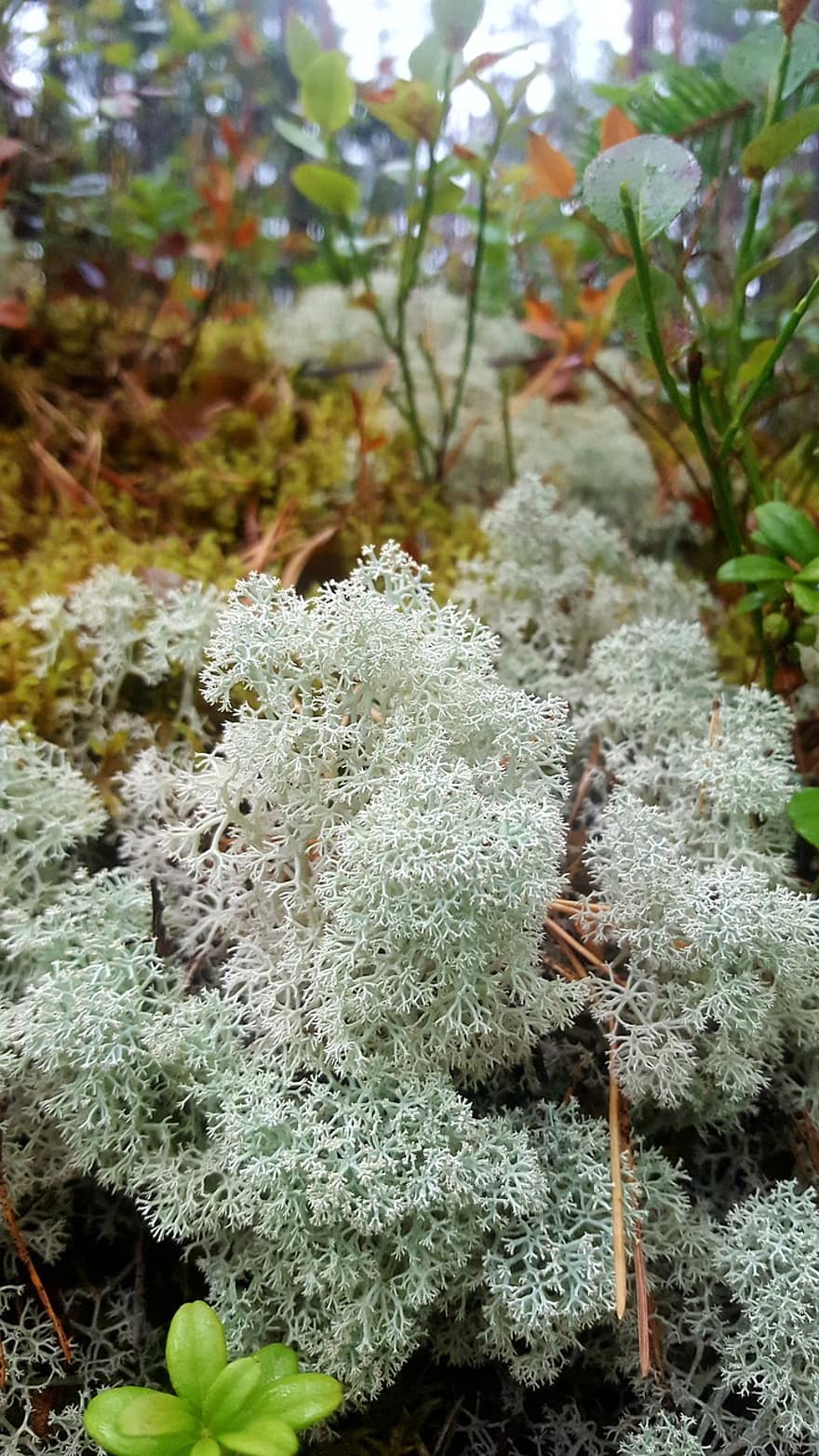 Lichen en forme d'étoile, lichens, les plantes, cladonia, végétation, forêt, la nature, macro