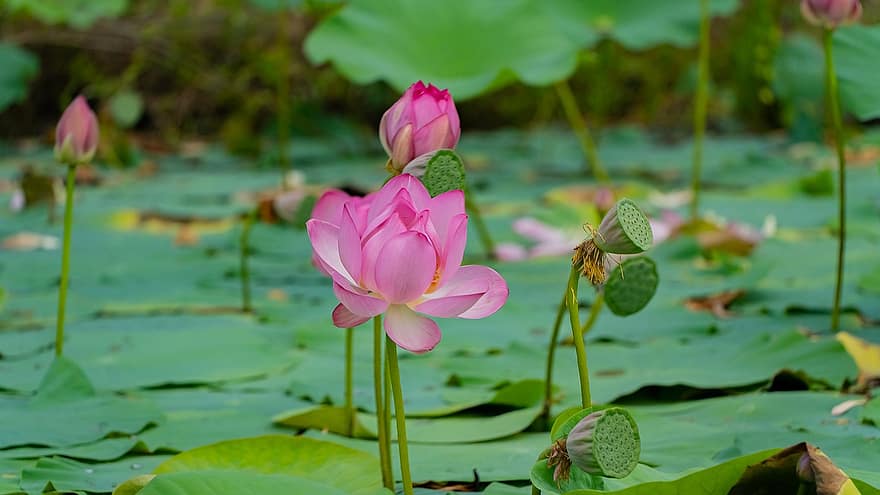 Lotus, Blumen, Pflanzen, pinke Blumen, Wasserlilien, Blütenblätter, Knospe, Samenschale, blühen, Wasserpflanzen, Lotus verlässt