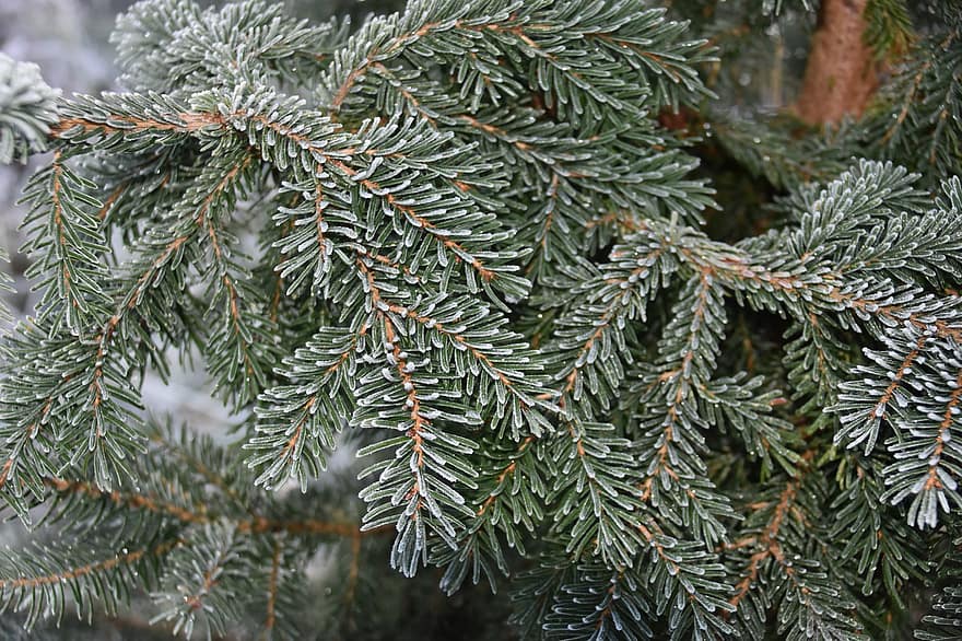 ель, дерево, Рождественская елка, мороз, замороженный, снег, лед, ветви, иглы, Рождественское время, холодно