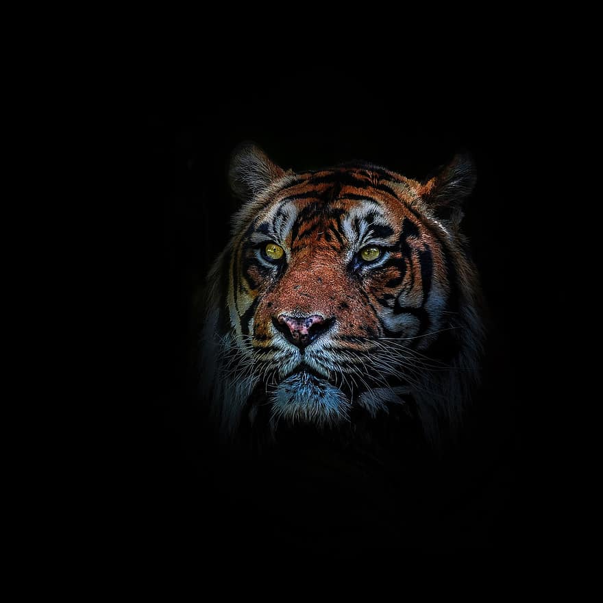 tigre, animal, mamífero, gato grande, animal selvagem, predador, cabeça, animais selvagens, fauna, região selvagem, retrato