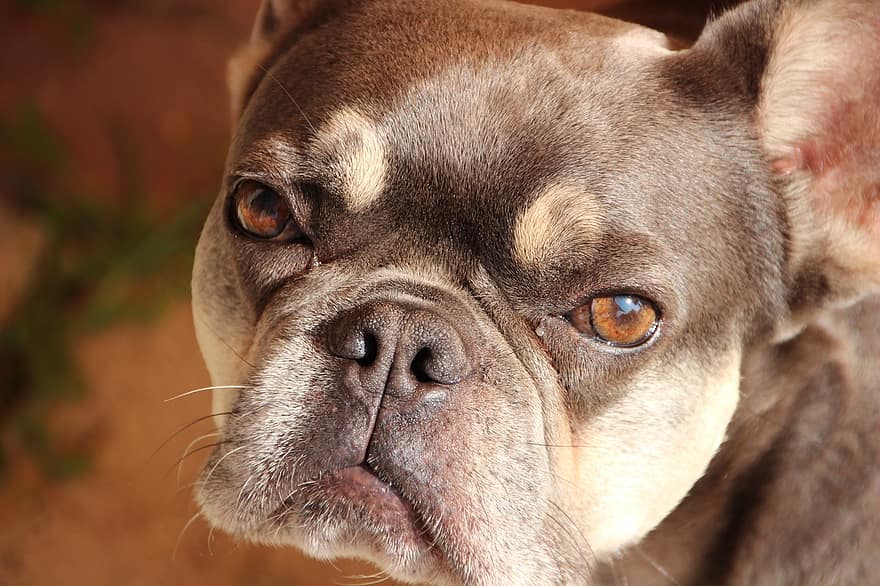 bulldog francès, gos, mascota, caní, animal, pell, musell, mamífer, retrat de gossos, animals domèstics