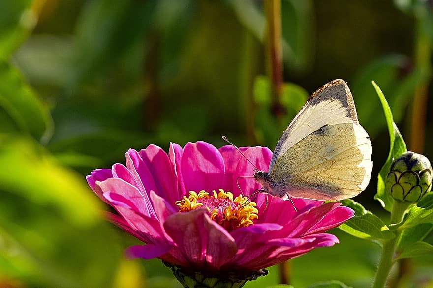 метелик, білий, цинія, квітка, крило, білий метелик, рожеві пелюстки, рожева квітка, крила метелика, крилаті комахи, комаха