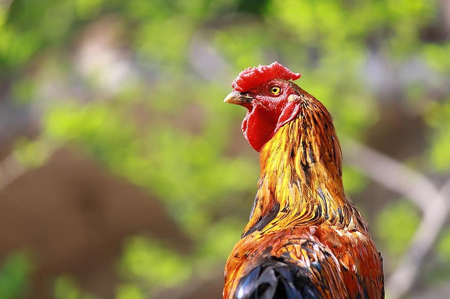 coq, poulet, oiseau, la volaille, peigne à poulet, animaux de ferme, national, la nature, ferme, agriculture, bétail