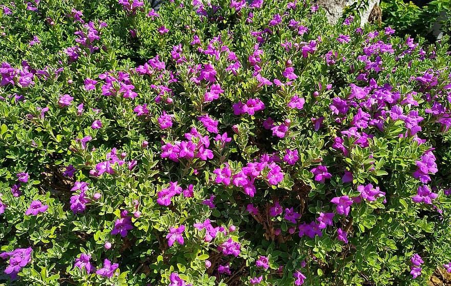 フラワーズ、葉、植物、紫色の花、花びら、咲く、緑、春、自然