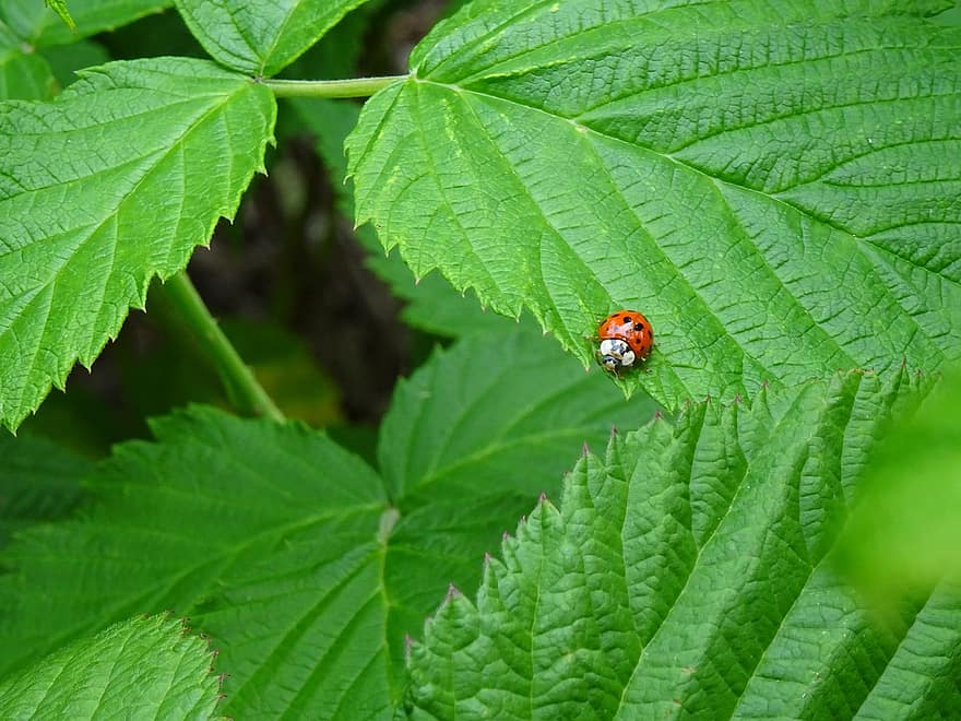 Ladybug, Beetle, Insect, Leaves, Foliage
