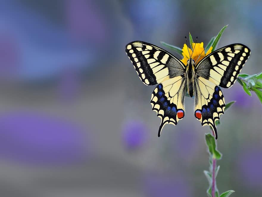 insecte, papillon, entomologie, espèce, ailes, macro, multi couleur, fermer, couleur verte, été, jaune