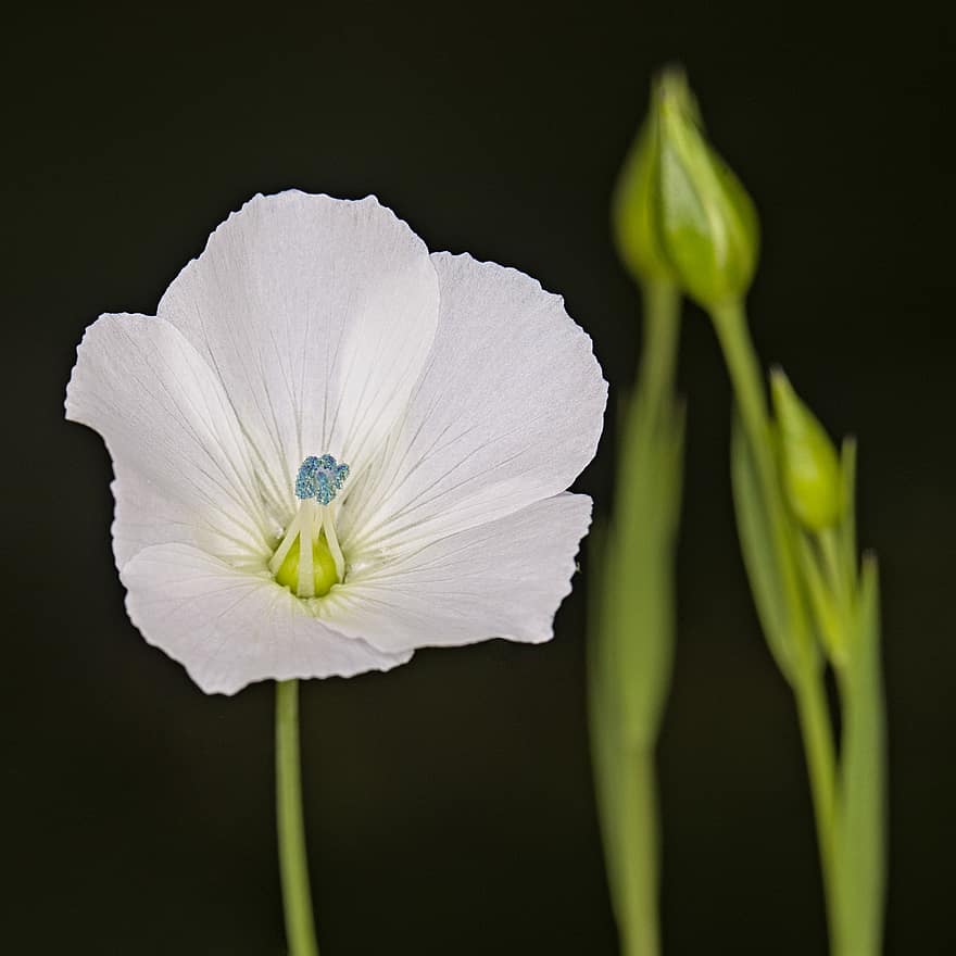 Lein, çiçek, Çiçek açmak, beyaz, organlarındaki mavi, filigran