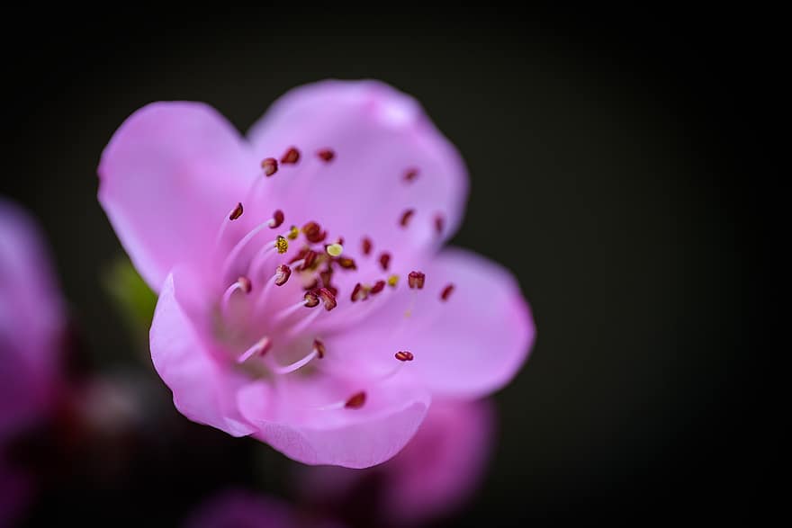 Flower, Peach Blossom, Macro, Close Up