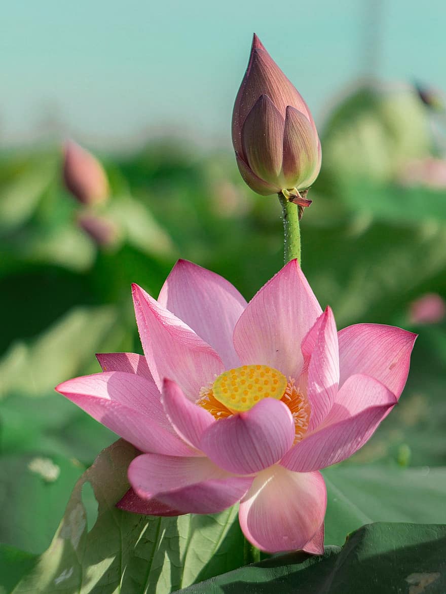 Lotus, Blume, Knospe, Lotus Blume, pinke Blume, Blütenblätter, rosa Blütenblätter, blühen, Wasserpflanze, Flora