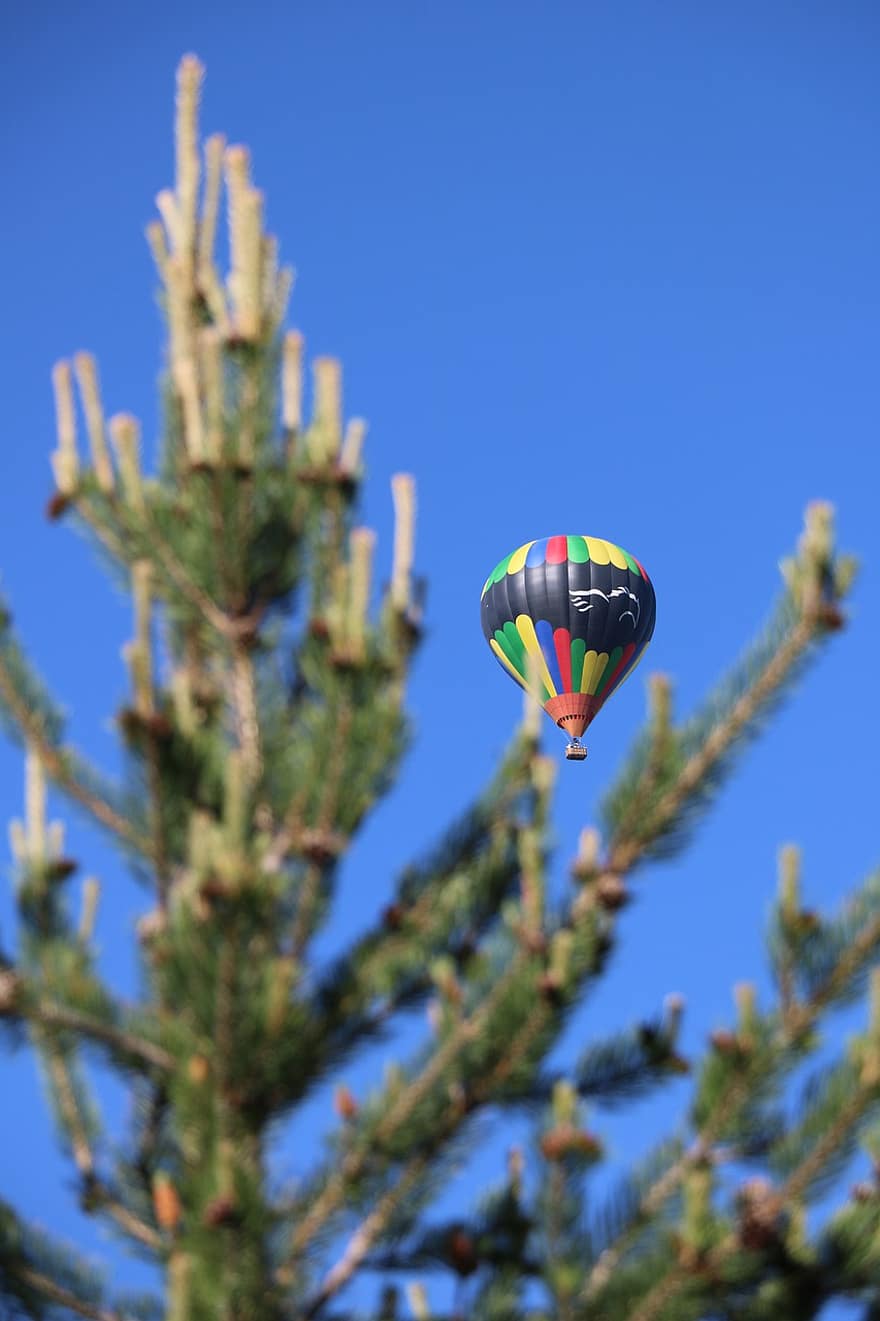 globo, aire caliente, árbol, conífera, detrás, multicolor, globo aerostático, volador