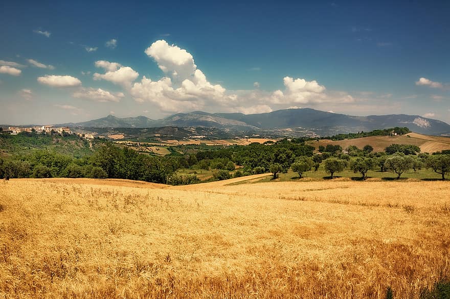 trigo, amarillo, paisaje, cielo, cereales, agricultura, verano, campo, naturaleza, oro, cebada