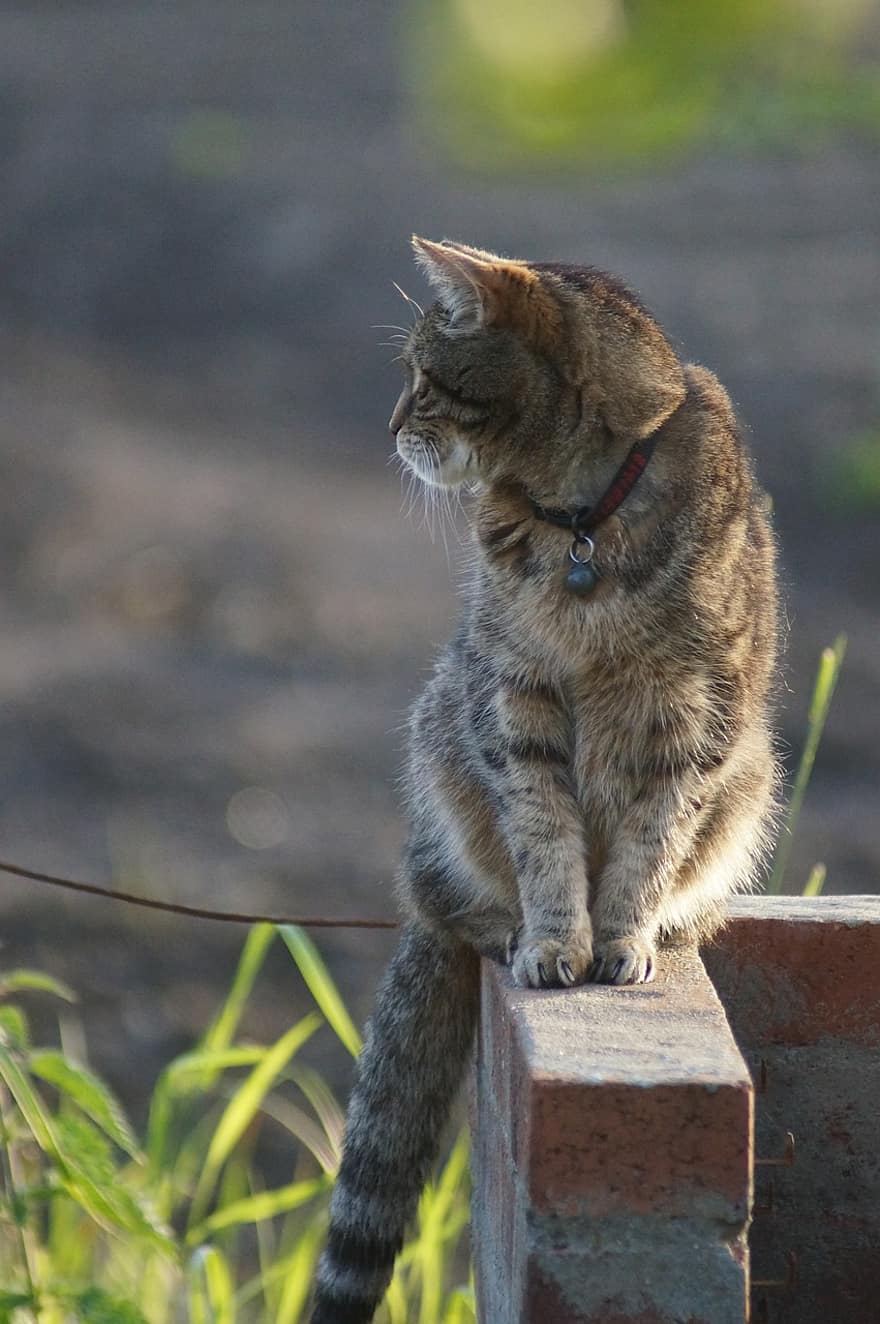 kucing, membelai, hewan, kucing kucing, kucing rumahan, licik, mamalia, imut, duduk, dinding
