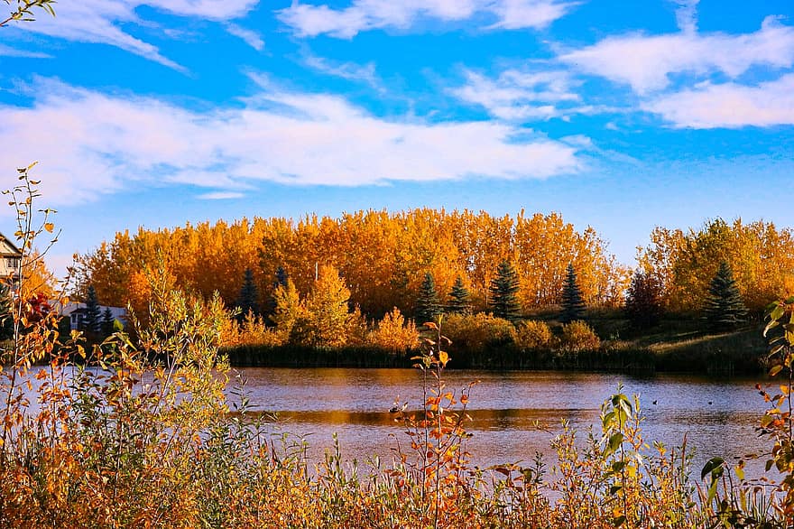 drzewa, odchodzi, jesień, Natura, sceneria, Edmonton, krajobraz