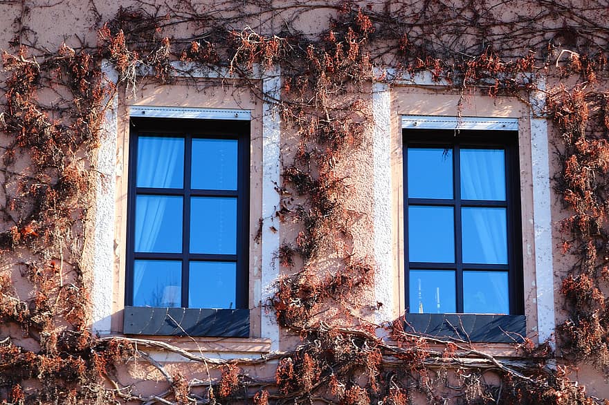 casa, finestres, façana, heura, finestres de gelosia, edifici, finestra, arquitectura, arbre, exterior de l'edifici, vell