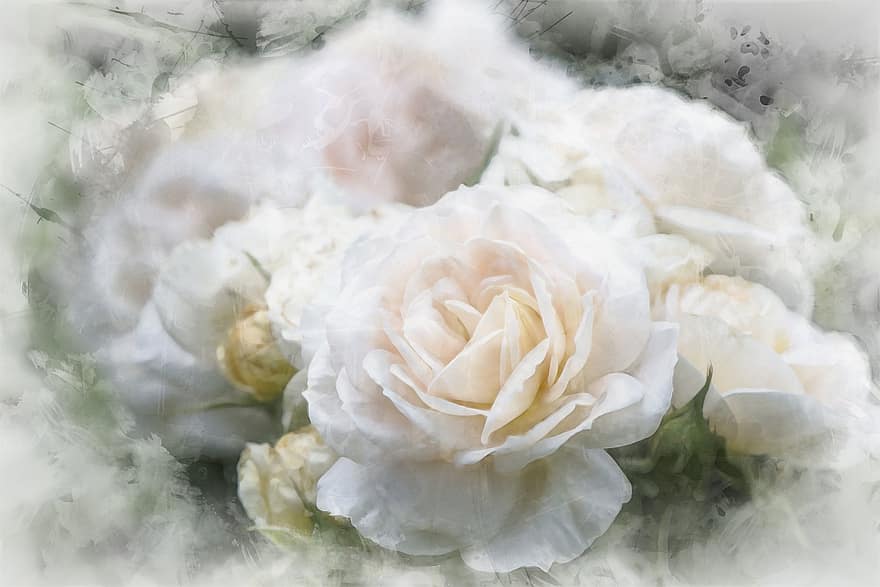 những bông hoa, Hoa hồng, kem, trắng, Thiên nhiên, cây, vườn, đóng lại, sắc đẹp, vẻ đẹp, lãng mạn, huyền diệu