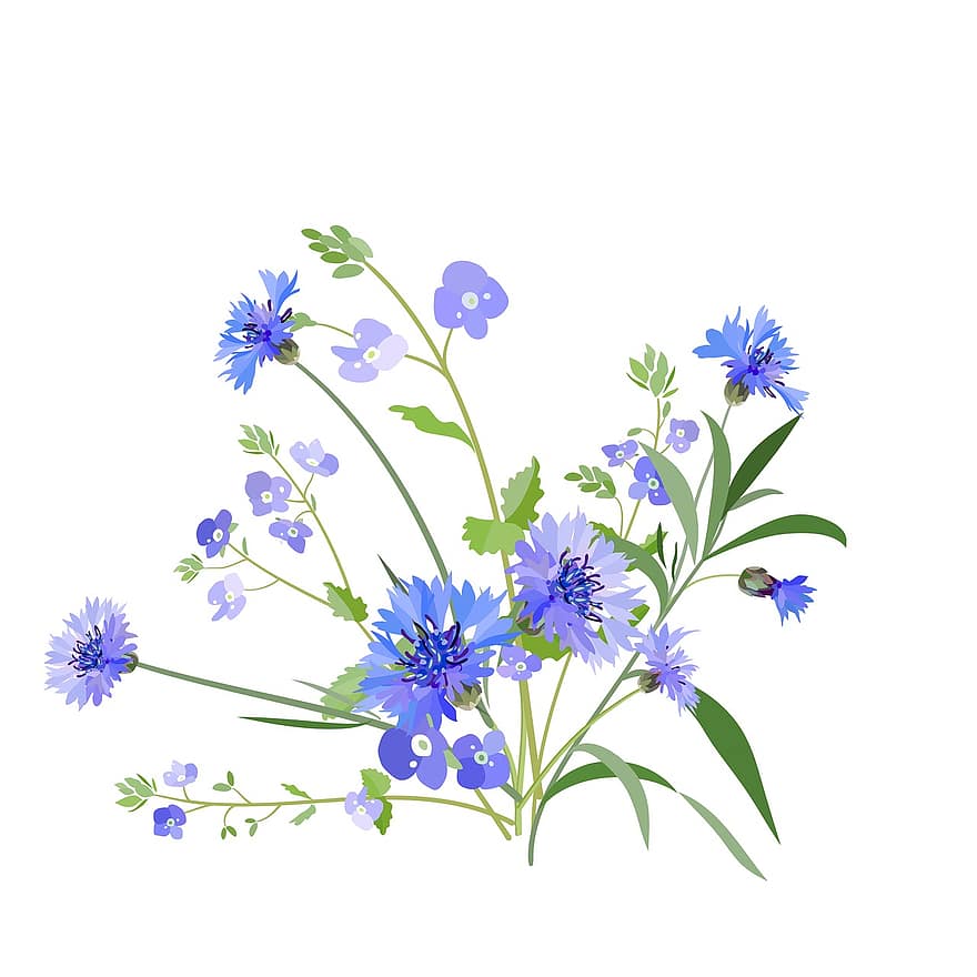 Flowers, Flowers Of The Field, Field, Meadow, Blue, Knapweed, Veronica, Cornflower, Spring