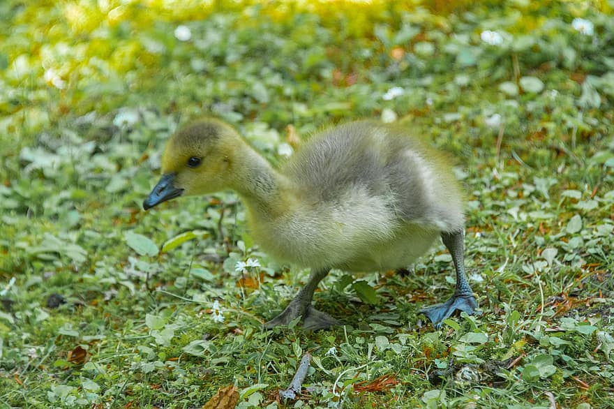 Canada Goose, Goose, Gosling, Nature, Outdoors, Meadow, Animal, Wildlife, Bird, beak, duck