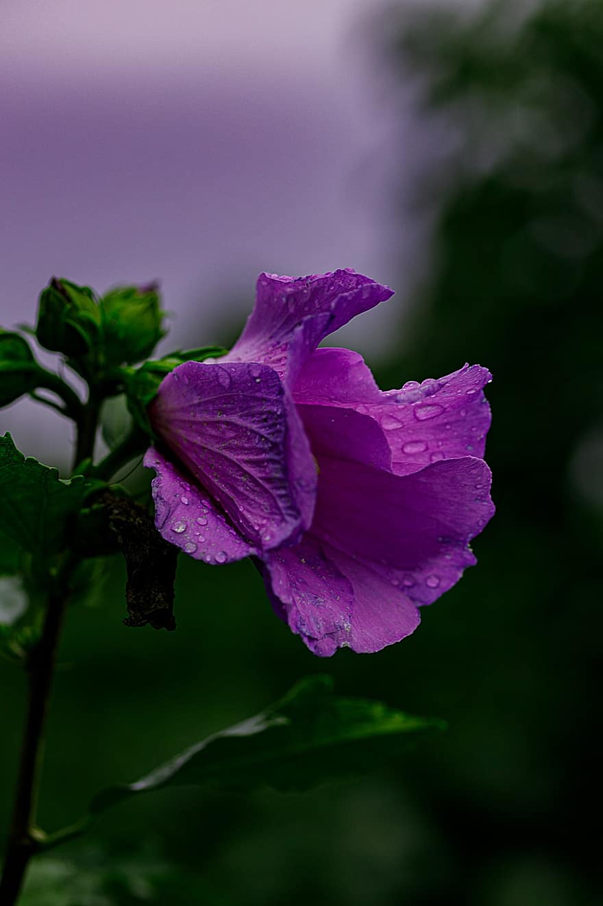 ハイビスカス、紫色の花、花、咲く、花びら、工場、フローラ、自然、庭園、濡れている、しずく