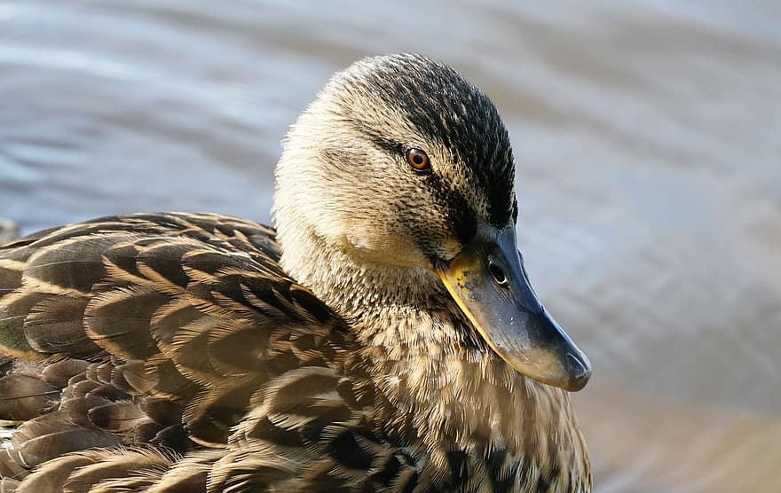 Beak, Water, Ducks, Bird, Plumage, Natural, Mallard