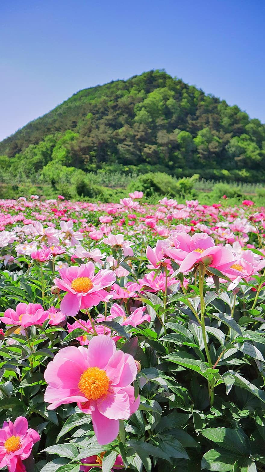 bunga-bunga, alam, tanaman, peony, bunga peony, Taman bunga, Namseon
