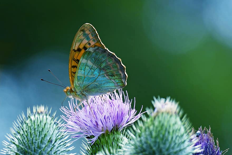 Butterfly, Insect, Thistle, Nature, Fritillary, Edelfalter, Probe, Blossom
