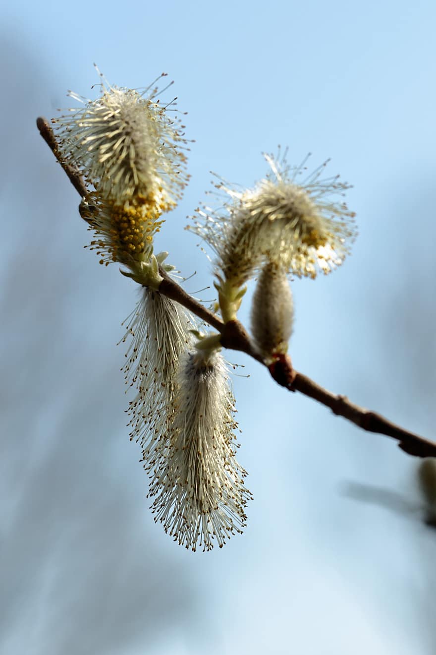 Willow, Flowers, Tree, Branch, Catkin, Bloom, Spring, Nature, close-up, plant, springtime