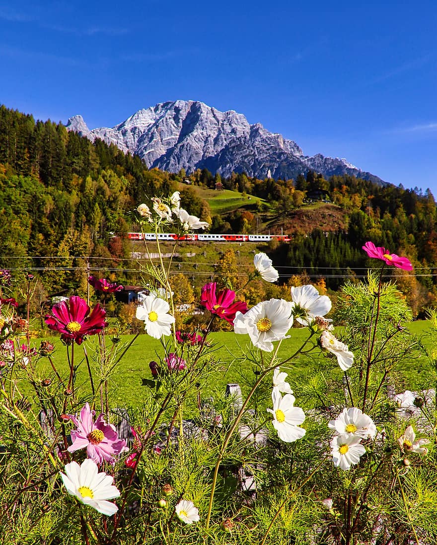 bunga-bunga, padang rumput, alam, berkembang, mekar, botani, menanam, kelopak, di luar rumah, gunung, pegunungan Alpen