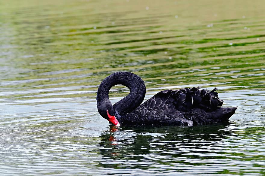 Bird, Black Swan, Ornithology, Species, Fauna, Avian, Animal, Beak, Wildlife, water, swan