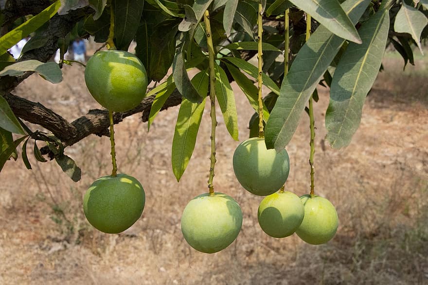 mango, zaļa, svaiga, augļi, Indija, andhra Pradesh, salds, mohans