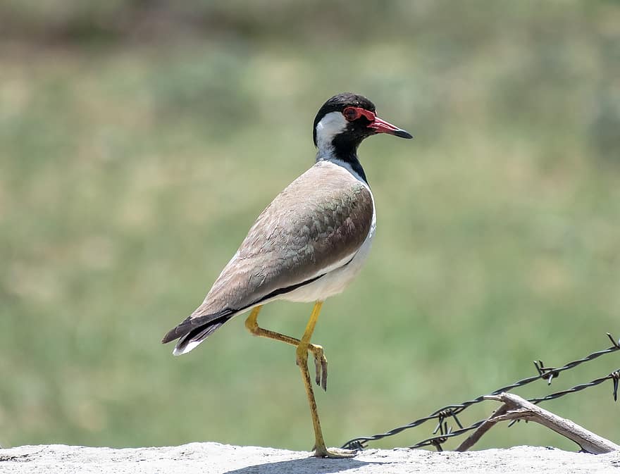 Asian Lapwing, Bird, Concrete, Perched, Large Plover, Lapwing, Wader, Animal, Wildlife, Feathers, Plumage